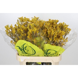Anigozanthos Yellow Gem