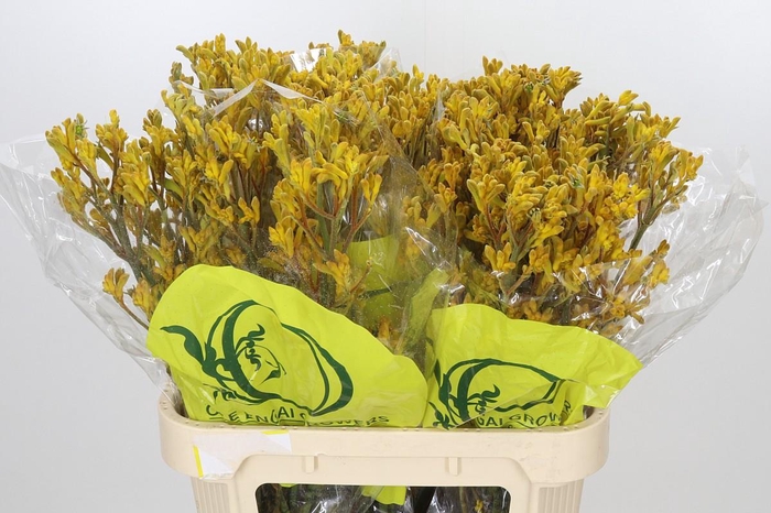 <h4>Anigozanthos Yellow Gem</h4>