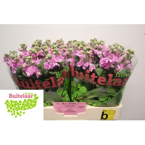 Matthiola pink