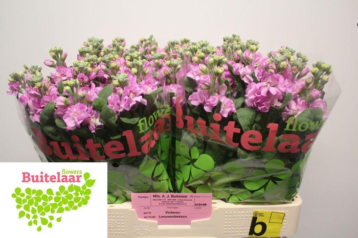<h4>Matthiola pink</h4>