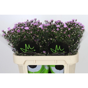 Aster Double Date Pink