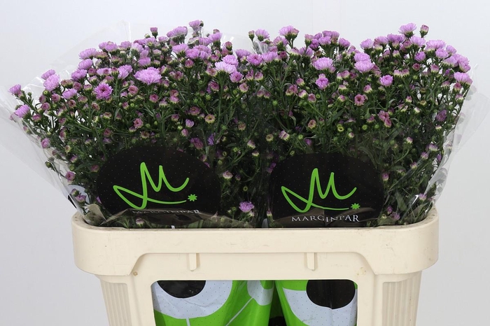 <h4>Aster Double Date Pink</h4>