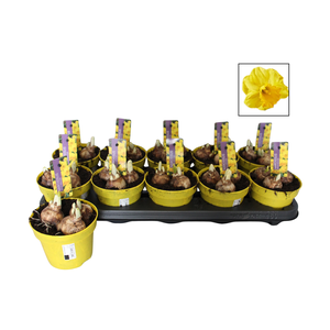 Bol op pot Narcis 12cm Adriana Geertruida