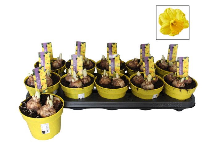 <h4>Bol op pot Narcis 12cm Adriana Geertruida</h4>