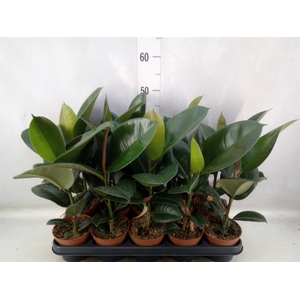 Ficus elastica 'Robusta'