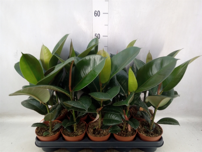 <h4>Ficus elastica 'Robusta'</h4>