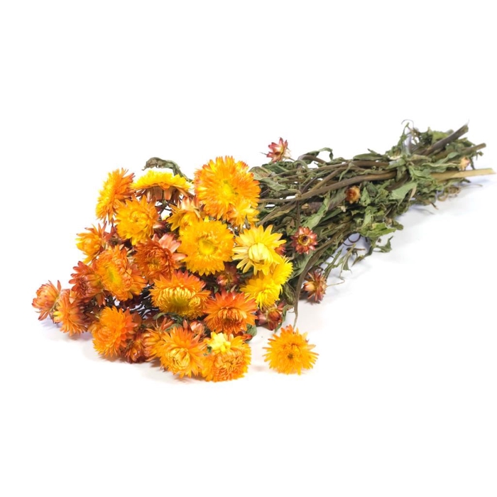 <h4>Helichrysum natural orange</h4>