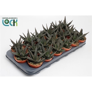 Haworthia Gasworthia (Royal Highness)