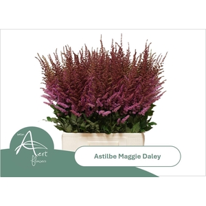 ASTIL MAGGIE DALEY