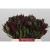 Leucadendron Saf Sunset Dark Red