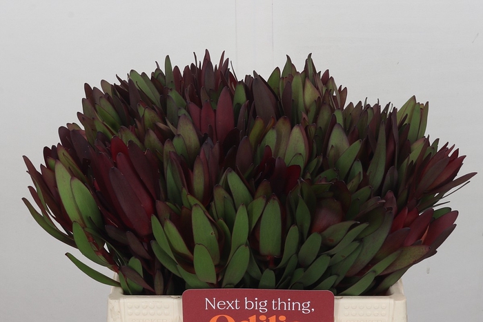 <h4>Leucadendron Saf Sunset Dark Red</h4>