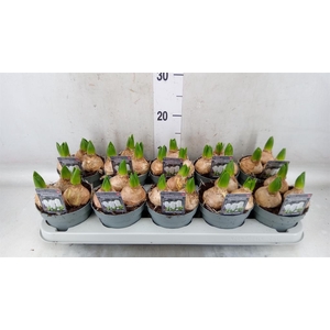 Hyacinthus orie. 'Pearl White'