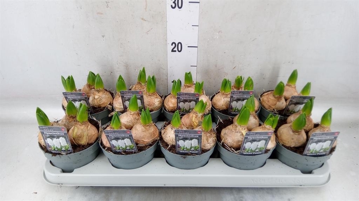 <h4>Hyacinthus orie. 'Pearl White'</h4>