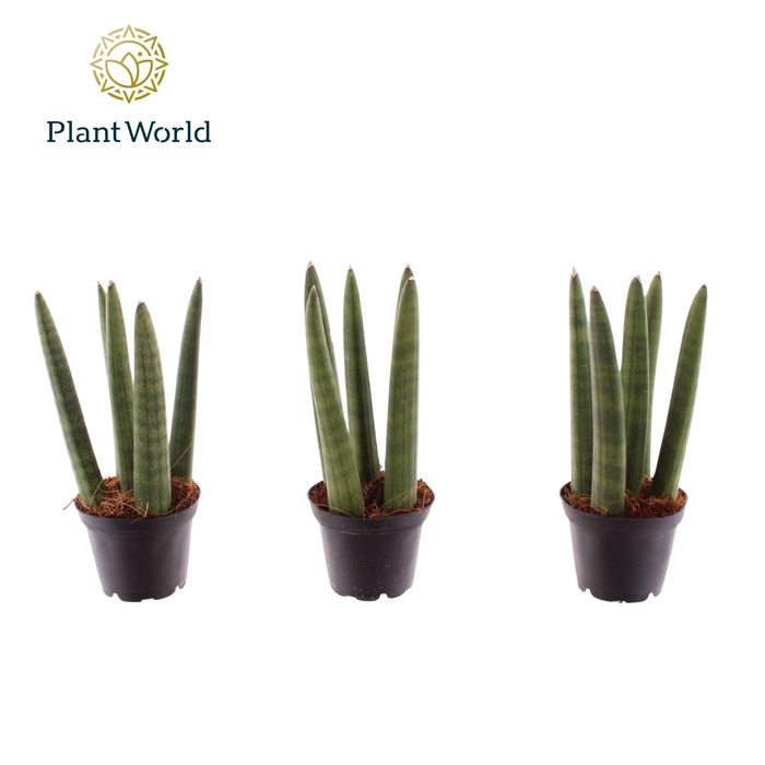 <h4>Sansevieria Spaghetti 7 cm</h4>