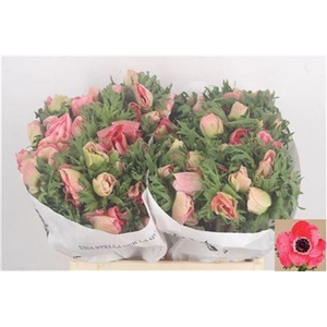 Anemone Mistral Shocking