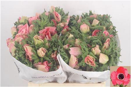 <h4>Anemone Mistral Shocking</h4>