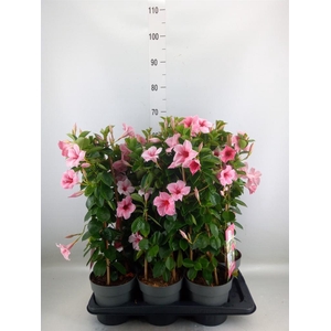 Mandevilla am. 'Sundav Flaming Pk'