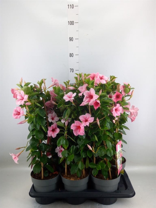 <h4>Mandevilla am. 'Sundav Flaming Pk'</h4>