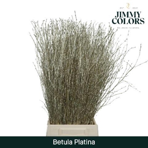 Betula L70 Mtlc. Platina