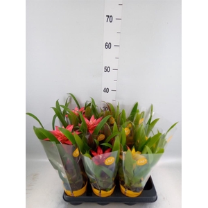 Guzmania   ...mix