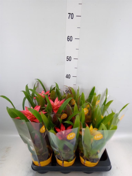 <h4>Guzmania   ...mix</h4>