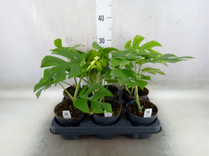 <h4>Monstera delic. 'Little Sister'</h4>