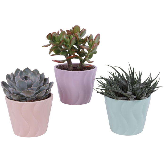 <h4>Succulenten mix Ø12cm in Ø14cm Ceramic SE662</h4>