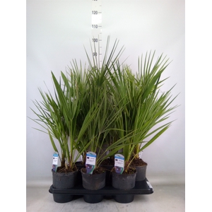 Chamaerops humilis