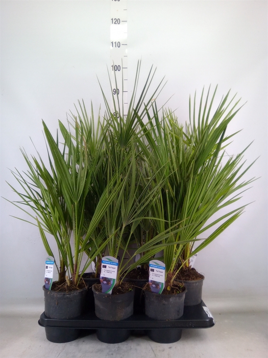 <h4>Chamaerops humilis</h4>