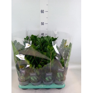 Zamioculcas zamiifolia 'Lima'