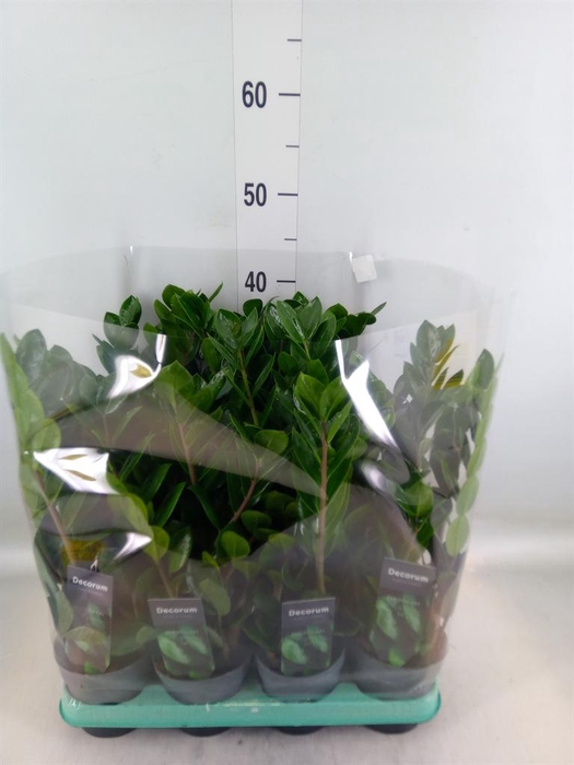 <h4>Zamioculcas zamiifolia 'Lima'</h4>