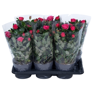 Nolina Roses Ø 17 cm Deep pink Blanco sleeve