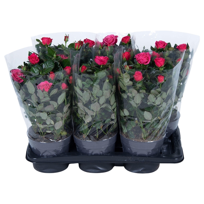 <h4>Nolina Roses Ø 17 cm Deep pink Blanco sleeve</h4>