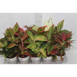 AGLAONEMA VARIADA P12