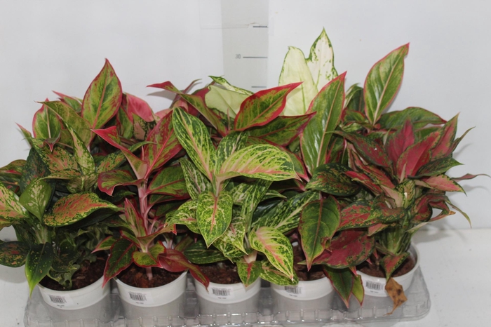 <h4>AGLAONEMA VARIADA P12</h4>