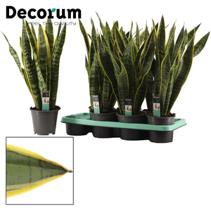 Sansevieria Laurentii 14 cm (Decorum)