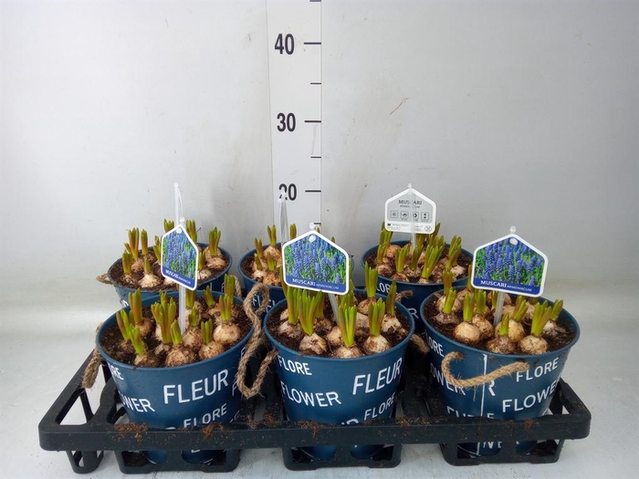 <h4>Arr.  Muscari L%</h4>