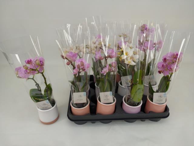 <h4>PHAL MINI</h4>