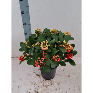 Veitchii 19cm 14+ tros