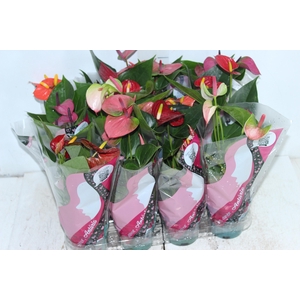 ANTHURIUM VARIADO P09
