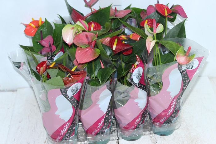 <h4>ANTHURIUM VARIADO P09</h4>