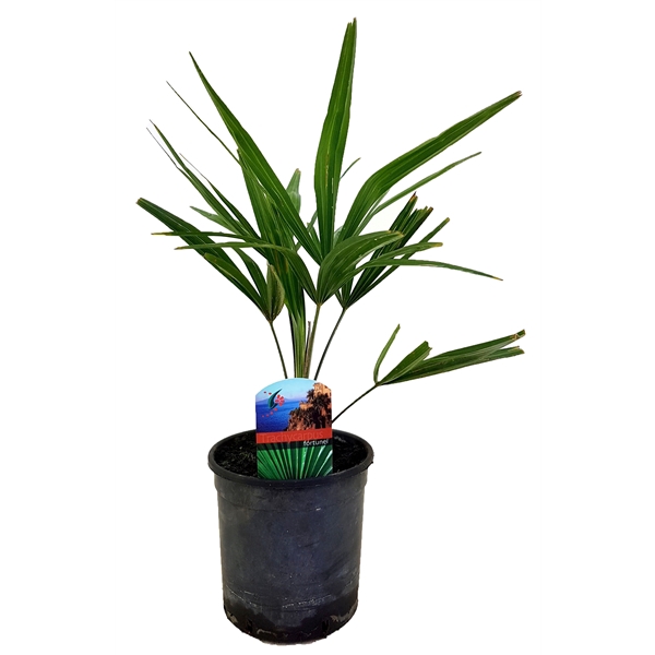 <h4>Trachycarpus fortunei</h4>