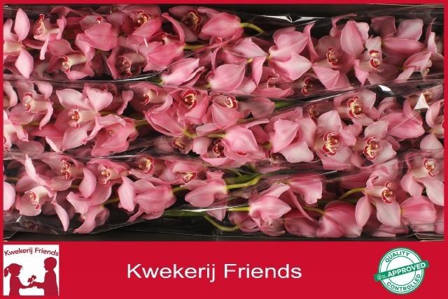 <h4>CYMB T GEISHA GIRL</h4>