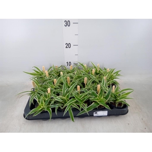 Chlorophytum com. 'Ocean'