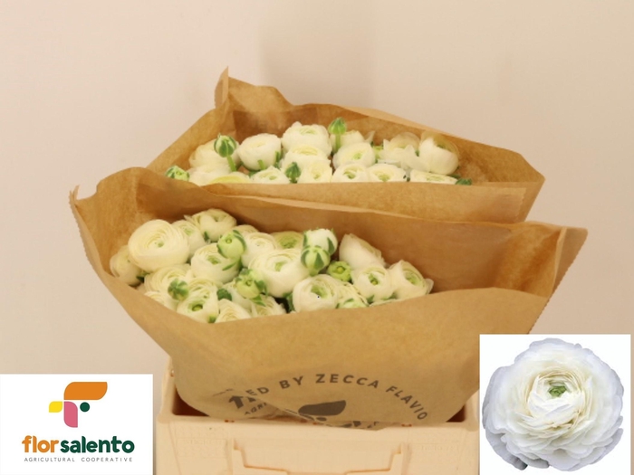 <h4>RAN EL WHITE</h4>