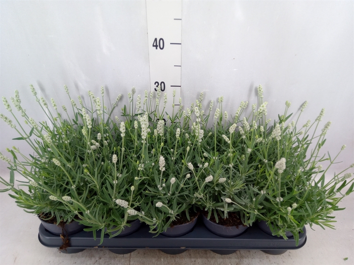 <h4>Lavandula angus. 'Vienco White'</h4>