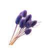 Chardon Lilac