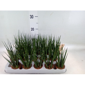 Sansevieria  'Fernwood'