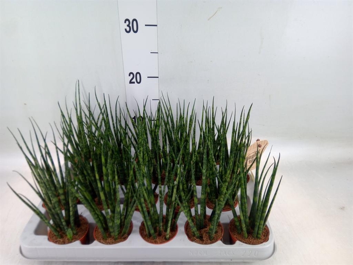 <h4>Sansevieria  'Fernwood'</h4>