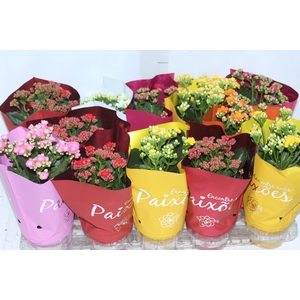 KALANCHOE DOBRADO P11 PINK